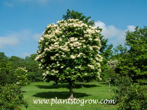 'Summer Snow' Japanese Tree Lilac  (Syringa reticulata)